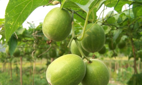决明子菊花枸杞泡水喝的禁忌-决明子枸杞菊花桑叶的功效-专业决明子菊花枸杞泡水喝的禁忌平台-决明子菊花枸杞泡水喝的禁忌