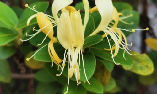 决明子菊花枸杞桑叶泡水喝的功效-决明子枸杞菊花桑叶的功效-专业决明子菊花枸杞泡水喝的禁忌平台-决明子菊花枸杞泡水喝的禁忌