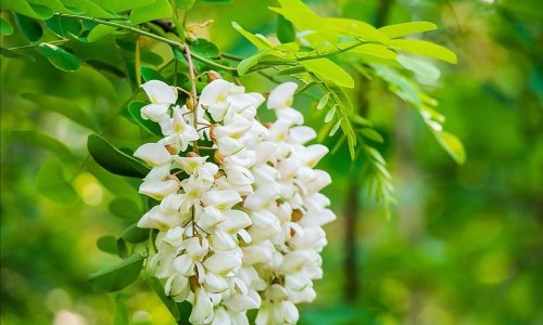 决明子枸杞菊花能一起泡茶吗-决明子枸杞菊花桑叶的功效-专业决明子菊花枸杞泡水喝的禁忌平台-决明子菊花枸杞泡水喝的禁忌