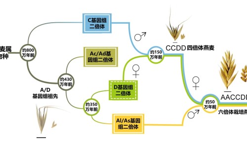 决明子枸杞菊花桑叶的功效-专业决明子菊花枸杞泡水喝的禁忌平台-决明子菊花枸杞泡水喝的禁忌