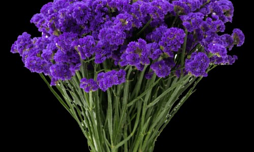 决明子枸杞菊花桑叶的功效-专业决明子菊花枸杞泡水喝的禁忌平台-决明子菊花枸杞泡水喝的禁忌